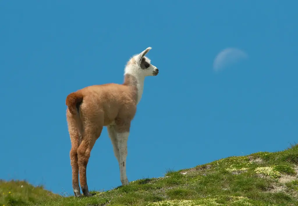 Young Lama Pyrénés (France) by Luc Viatour under CC BY-SA 3.0