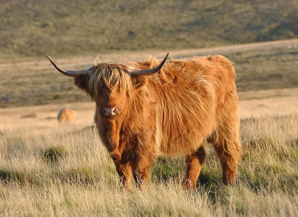 A Highland cow on Pupers Hill, in southern Dartmoor, England. Photo by Nilfanion; licensed under CC BY-SA 3.0