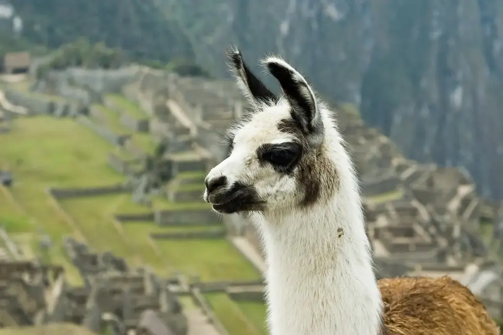 A llama (Lama Glama) in front of the Machu Picchu archeological site, Peru; Photo by Alexandre Buisse; Licensed under CC BY-SA 3.0